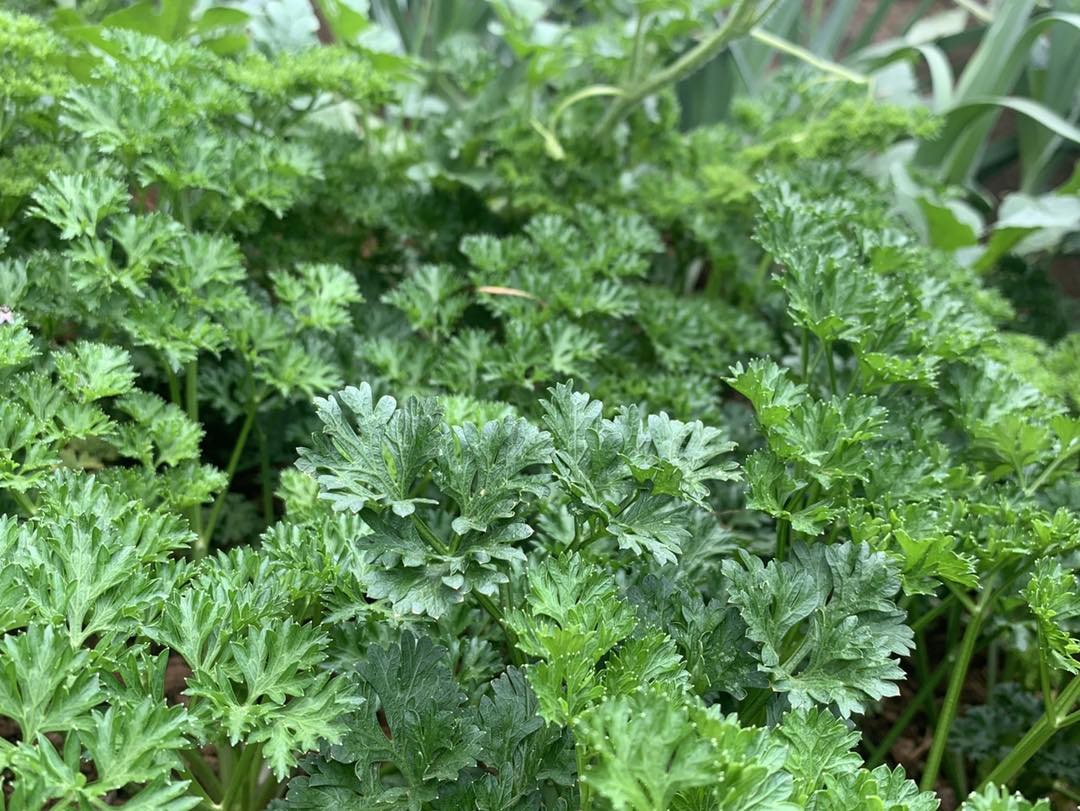 🌱🍀 De la Préparation à la Récolte !