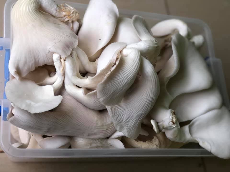 Soiless Cultivation Of Edible Mushroom