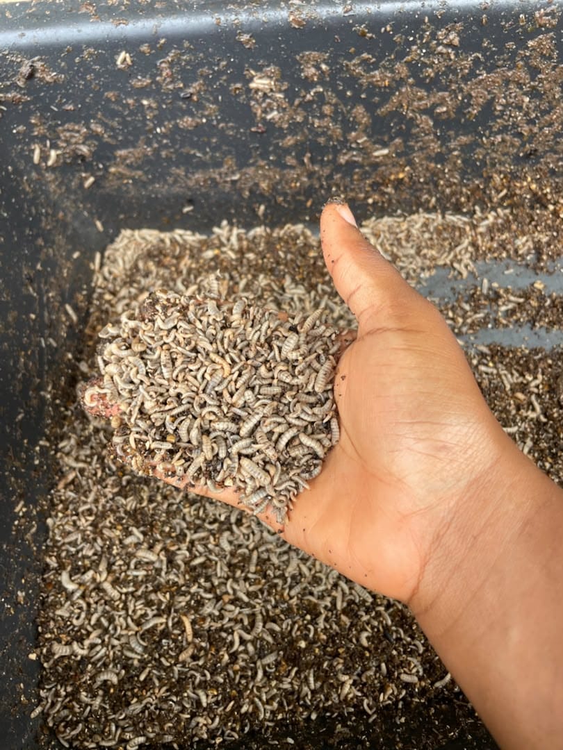 BLACK SOLDIERS FLIES FARMING